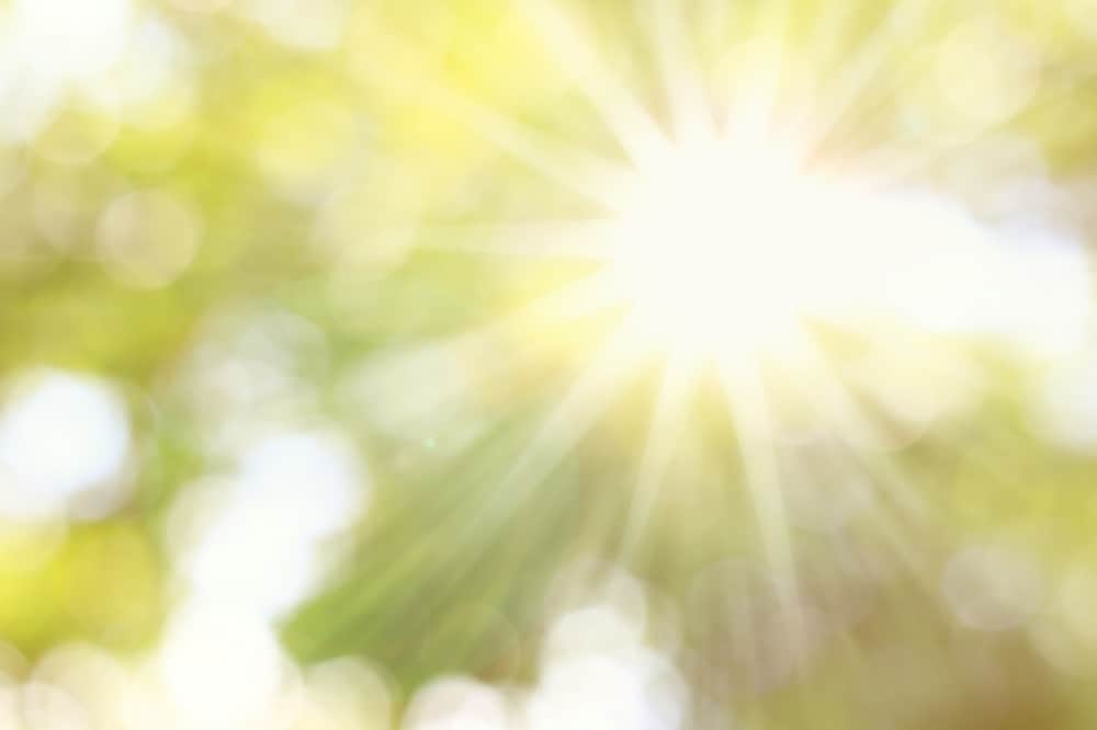 sunlight filtering through leaves