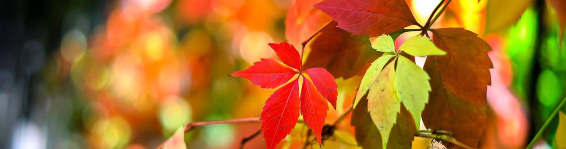autumn leaves on branch